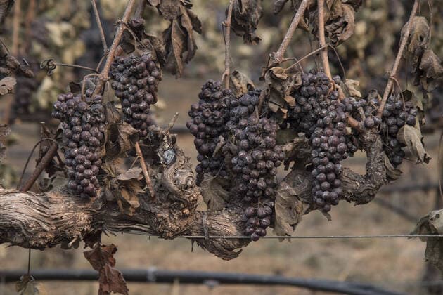 IMAGO Nature: Unsere Erde, Klimawandel, Waldbrände News Bilder des Tages Grapes hang ruined by the Glass Fire before harvest at Chateau Boswell vinyard in Calistoga, California on Tuesday, September 29, 2020. The Glass Fire has burned over 40,000 acres and is only 2% contained.  SXP2020092922 TERRYxSCHMITT