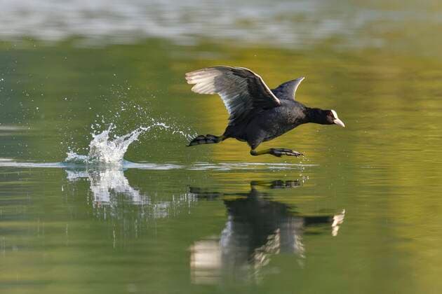 Blässhuhn (Fulica atra), Alttier über Wasser laufend, Vierwaldstättersee, Kanton Luzern, Schweiz, Europa Copyright: imageBROKER/StefanxHuwiler ibxshu05800445.jpg