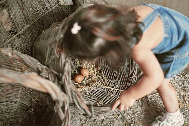 A little girl collecting organic eggs Jaén, AL, Spain CR_NNSU201001B-522846-01 ,model released, Symbolfoto