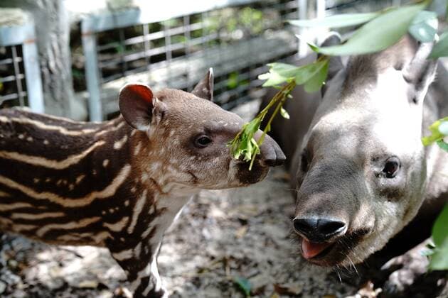 Bilder des Jahres 2020, Entertainment 10 Oktober Entertainment Themen der Woche KW41 Entertainment Bilder des Tages (201010) -- BEIJING, Oct. 10, 2020 -- A female South American tapir is seen with its cub in Shanghai Zoo, east China s Shanghai, Oct. 9, 2020. The baby tapir was born on Sept. 8 in the zoo. ) XINHUA PHOTOS OF THE DAY ZhangxJiansong 