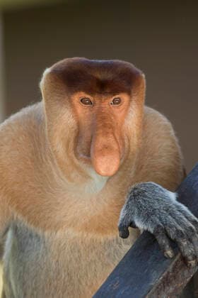 IMAGO Nature: Unsere Erde: Tierwelt: Hässliche Tiere Malaysia, Borneo, Sabah, portrait of male proboscis monkey ZC00727