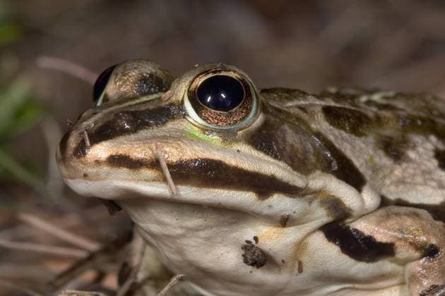 Moorfrosch, Moor-Frosch (Rana arvalis), Portraet, Deutschland moor frog (Rana arvalis), portrait, Germany BLWS630102 *** Moor Frog, Moor Frog Rana arvalis , portrait, Germany moor frog Rana arvalis , portrait, Germany BLWS630102 Copyright: xblickwinkel W.xWillnerx