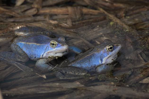Moorfrosch, Moor-Frosch (Rana arvalis), zwei Maennchen mit Laichfaerbung im Laichgewaesser, Deutschland moor frog (Rana arvalis), two males with nuptial colouration in spawning pond, Germany BLWS630106 *** Moor Frog, Moor Frog Rana arvalis , two males with nuptial colouration in spawning pond, Germany moor frog Rana arvalis , two males with nuptial colouration in spawning pond, Germany BLWS630106 Copyright: xblickwinkel W.xWillnerx