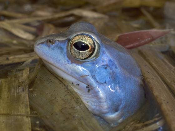 Moorfrosch, Moor-Frosch (Rana arvalis), Portraet eines Maennchens mit Laichfaerbung im Laichgewaesser, Deutschland moor frog (Rana arvalis), portrait of a male with nuptial colouration in spawning pond, Germany BLWS630107 *** Moor Frog, Moor Frog Rana arvalis , Portrait of a male with nuptial colouration in spawning pond, Germany moor frog Rana arvalis , portrait of a male with nuptial colouration in spawning pond, Germany BLWS630107 Copyright: xblickwinkel W.xWillnerx