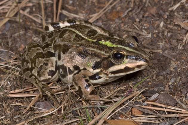 Moorfrosch, Moor-Frosch (Rana arvalis), sitzt auf dem Boden, Deutschland moor frog (Rana arvalis), sits on the ground, Germany BLWS630103 *** Moor Frog, Moor Frog Rana arvalis , sits on the ground, Germany moor frog Rana arvalis , sits on the ground, Germany BLWS630103 Copyright: xblickwinkel W.xWillnerx