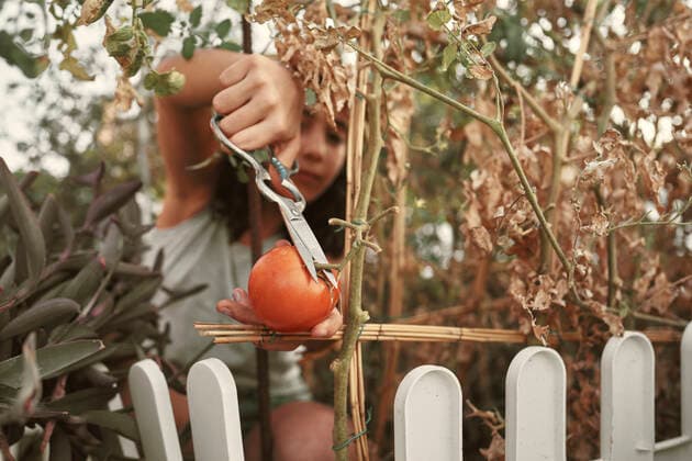 IMAGO Creative: Klimawandel - Umwelterziehung A tomato is being picked by a girl in a small garden Jaén, AL, Spain CR_NNSU201014C-522882-01 ,model released, Symbolfoto
