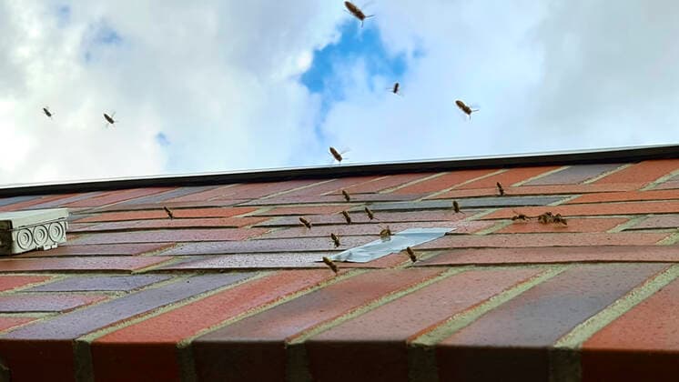 Wespenschwarm an einer Mauer mit Klebestreifen, Deutschland wasp swarm at a wall with adhesive tape, Germany BLWS630393 *** Swarm of wasps at a wall with adhesive tape, Germany wasp swarm at a wall with adhesive tape, Germany BLWS630393 Copyright: xblickwinkel fotototox