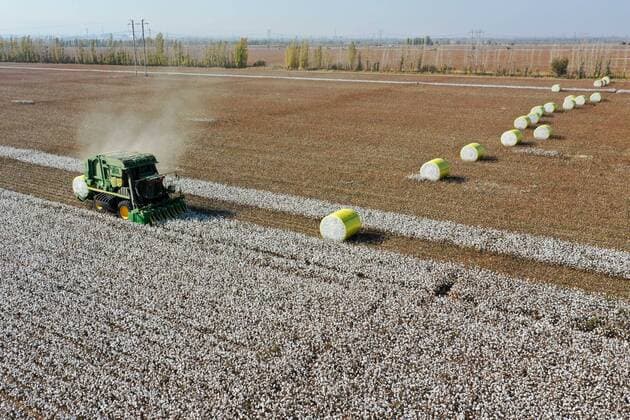 IMAGO Nature: Unsere Erde, Klimawandel, Baumwolle (201017) -- CHANGJI, Oct. 17, 2020 -- Aerial photo taken on Oct. 17, 2020 shows a cotton harvesting machine working in a field in Manas County, Hui Autonomous Prefecture of Changji, northwest China s Xinjiang Uygur Autonomous Region. A total of 83 mu (5.53 hectares) of cotton in Manas County entered harvest season in this October. ) CHINA-XINJIANG-MANAS-COTTON-HARVEST (CN) DingxLei 