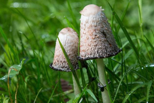 Themenfoto: Herbst, 17.10.2020 Pilz, Schopf-Tintling oder Spargelpilz, Themenfoto: Herbst - *** Autumn theme photo, 17 10 2020 Mushroom, tuft tingling or asparagus mushroom, autumn theme photo Copyright: xAugstx xEibner-Pressefotox EP_jat