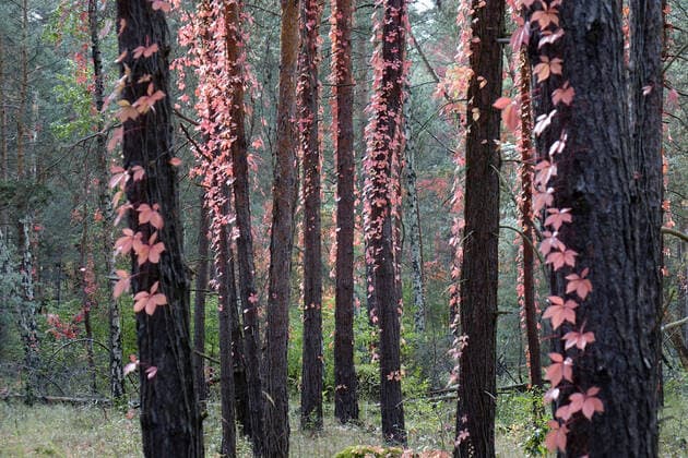 Kiefern und wilder Wein Kiefern und wilder Wein, 10.10.2020, Borkwalde, Brandenburg, Wilder Wein rankt sich an Kiefernbäume empor.