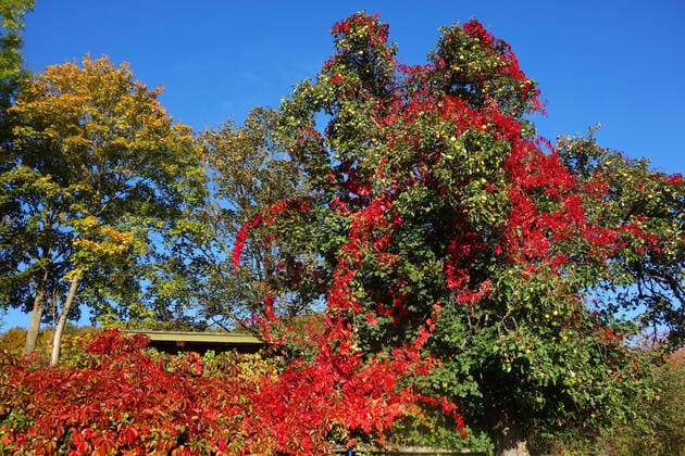Herbstliche Stimmung - Holzhausen, Deutschland, DEU, GER, 11.10.2020 - Bunt und farbenprächtig zeigt sich der Herbst mit blauem Himmel. Wilder Wein erobert einen Apfelbaum.