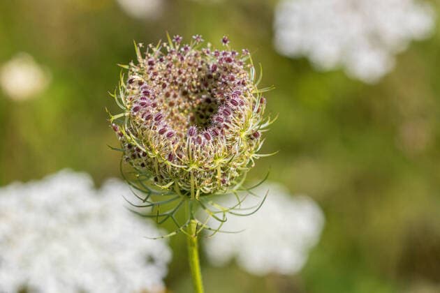 Wilde Moehre (Daucus carota), nestfoermig eingerollter Fruchtstand, Deutschland, Bayern, Isental Queen Anne s lace, wild carrot (Daucus carota), rolled up inflorescence, Germany, Bavaria, Isental BLWS630185 *** Wild Moehre Daucus carota, nest-shaped rolled fruit, Germany, Bavaria, Isental Queen Anne s lace, wild carrot Daucus carota, rolled up inflorescence, Germany, Bavaria, Isental BLWS630185 Copyright: xblickwinkel A.xHartlx