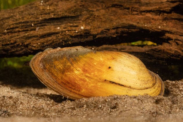 Malermuschel (Unio pictorum, Pollicepes pictorum), mit sichtbarem Atem- und Kloakensyphon, Deutschland painter s mussel (Unio pictorum, Pollicepes pictorum), syphon visible, Germany BLWS630518
