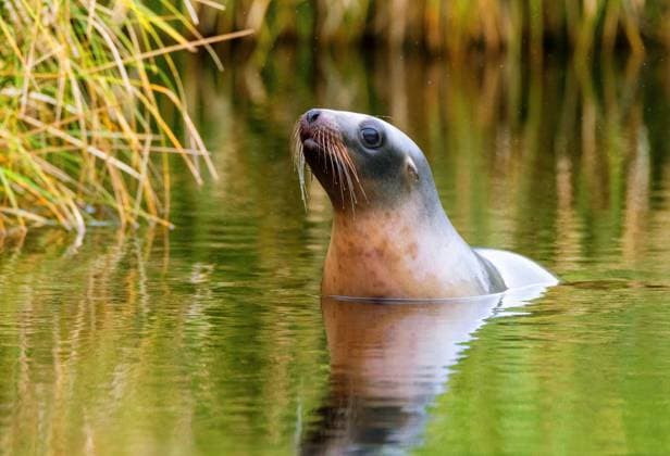 IMAGO Nature: Unsere Erde, Naturschutz, Naturschutzgebiete in Ozeanien Creative Highlights World Auckland-Seeloewe, Aucklandseeloewe, Neuseelaendischer Seeloewe (Phocarctos hookeri), junges Weibchen badet in der Naehe des Ufers, Neuseeland, Auckland islands, Enderby Island Hooker s sea lion, New Zealand sea lion, Auckland sea lion (Phocarctos hookeri), immature female taking a bath near the shore, New Zealand, Auckland islands, Enderby Island BLWS630668 *** Auckland sea lion, Auckland sea lion, New Zealand sea lion Phocarctos hookeri , immature female taking a bath near the shore, New Zealand, Auckland islands, Enderby Island Hooker s sea lion, New Zealand sea lion, Auckland sea lion Phocarctos hookeri , immature female taking a bath near the shore, New Zealand, Auckland islands, Enderby Island BLWS630668 Copyright: xblickwinkel AGAMI M.xGuytx