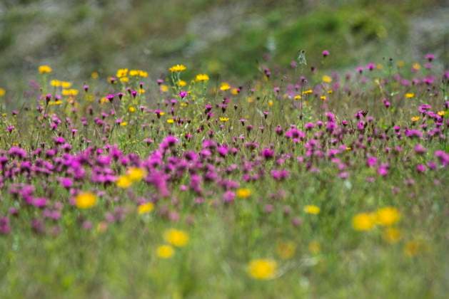 Karthaeuser-Nelke, Karthaeusernelke (Dianthus carthusianorum), auf einer Wiese mit Ochsenauge, Buphthalmum salicifolium, Deutschland, Bayern Carthusian pink, Clusterhead pink (Dianthus carthusianorum), bloomin in a meadow, with Buphthalmum salicifolium, Germany, Bavaria BLWS630792 *** Carthusian carnation, Carthusian carnation Dianthus carthusianorum , on a meadow with oxeye, Buphthalmum salicifolium, Germany, Bavaria Carthusian pink, Clusterhead pink Dianthus carthusianorum , bloomin in a meadow, with Buphthalmum salicifolium, Germany, Bavaria BLWS630792 Copyright: xblickwinkel W.xWillnerx