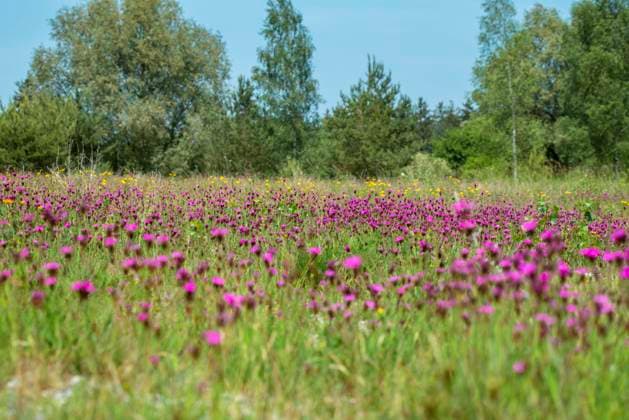Karthaeuser-Nelke, Karthaeusernelke (Dianthus carthusianorum), bluehend auf einer Wiese, Deutschland, Bayern Carthusian pink, Clusterhead pink (Dianthus carthusianorum), blooming in a meadow, Germany, Bavaria BLWS630793 *** Carthusian carnation, Carthusian carnation Dianthus carthusianorum , blooming in a meadow, Germany, Bavaria Carthusian pink, Clusterhead pink Dianthus carthusianorum , blooming in a meadow, Germany, Bavaria BLWS630793 Copyright: xblickwinkel W.xWillnerx