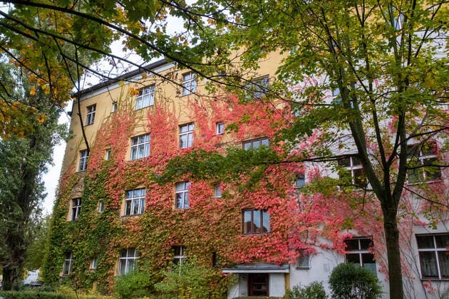 Rot verfärbte Fassadenbegrünung entlang der Varnhagenstrasse in Berlin-Prenzlauer Berg Herbst in Berlin-Prenzlauer Berg