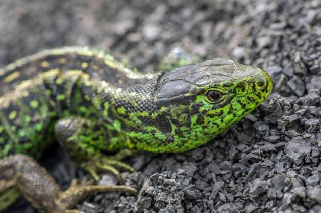 Zauneidechse, Zaun-Eidechse (Lacerta agilis), Maennchen, Deutschland sand lizard (Lacerta agilis), male, Germany BLWS630807 *** Sand lizard Lacerta agilis , male, Germany BLWS630807 Copyright: xblickwinkel W.xWillnerx