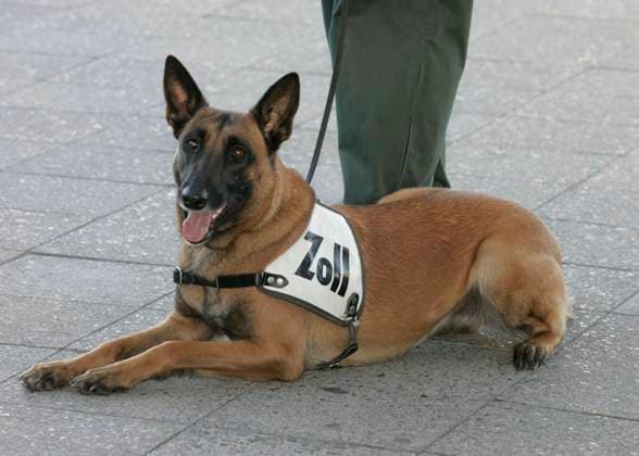 Zoll Berlin, DEU, 27.10.05 - Spuerhund der mobilen Kontrollgruppe des Hauptzollamtes Berlin. Berlin *** Zoll Berlin, DEU, 27 10 05 Tracking dog of the mobile control group of the main customs office Berlin Berlin 271005E08