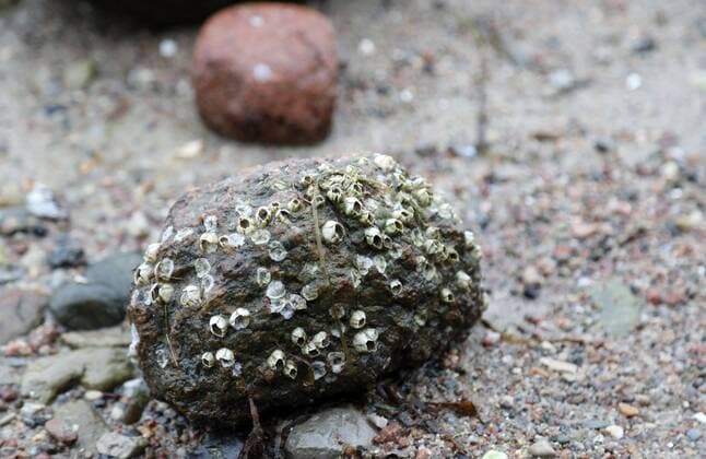 Rügen 21.10.2020, Altefähr auf Rügen, ein mit Muscheln besetzter Stein am Strand