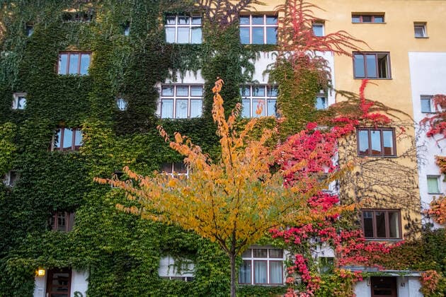 Rot verfärbte Fassadenbegrünung entlang der Varnhagenstrasse in Berlin-Prenzlauer Berg snapshot-photography R.Price