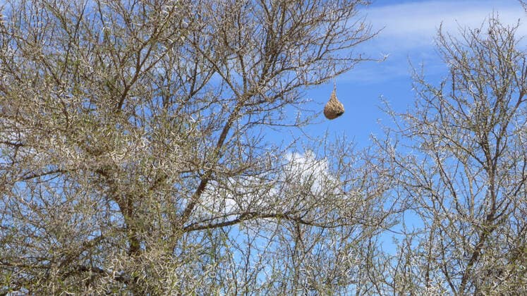 Webervogelnest in einem Baum, Suedafrika nest of a weaver in a tree, South Africa BLWS628270