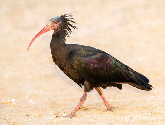 Waldrapp, Schopfibis, Maehnenibis, Klausrapp, Steinrapp, Klausrabe, Waldhopf (Geronticus eremita), laufend am Sandstrand, Seitenansicht, Marokko, Timri Hermit ibis, Nothern Bald Ibis (Geronticus eremita), walking on the sandy beach, side view, Morocco, Timri BLWS631091 *** Wood Ibis, Crested Ibis, Maned Ibis, Klausrapp, Stone Ibis, Klausrabe, Wood Hop Geronticus eremita , running on the sandy beach, side view, Morocco, Timri Hermit ibis, Nothern Bald Ibis Geronticus eremita , walking on the sandy beach, side view, Morocco, Timri BLWS631091 Copyright: xblickwinkel AGAMI M.xGuytx