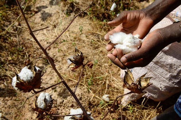 IMAGO Nature: Unsere Erde, Klimawandel, Baumwolle Burkina Faso, Koumbia, cotton farming BURKINA FASO , Koumbia, women harvest cotton by hand at farm of BOGNINI BOYOUN , the cotton is sold to SOFITEX company *** Frauen ernten Baumwolle per Hand auf der Farm von BOGNINI BOYOUN, die Baumwolle wird an die SOFITEX verkauft Koumbia Hauts-Bassins Burkina Faso