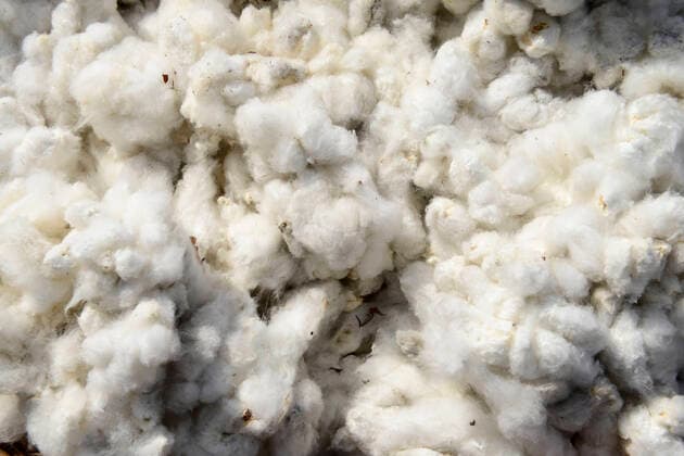 IMAGO Nature: Unsere Erde, Klimawandel, Baumwolle Burkina Faso, Koumbia, cotton farming BURKINA FASO , Koumbia, cotton harvest at farm of BOGNINI BOYOUN , the cotton is sold to SOFITEX company *** Baumwolle Ernte auf der Farm von BOGNINI BOYOUN, die Baumwolle wird an die SOFITEX verkauft Koumbia Hauts-Bassins Burkina Faso
