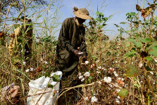 IMAGO Nature: Unsere Erde, Klimawandel, Baumwolle Burkina Faso, Gaoua, cotton farming BURKINA FASO , ObirÃ , Gan kingdom, men harvest cotton by hand at farm of 29th. Gan king SA MAJESTE ROI GAN *** Maenner ernten Baumwolle per Hand auf der Farm des Gan Koenig SA MAJESTE ROI GAN Gaoua Obire Sud-Ouest Burkina Faso