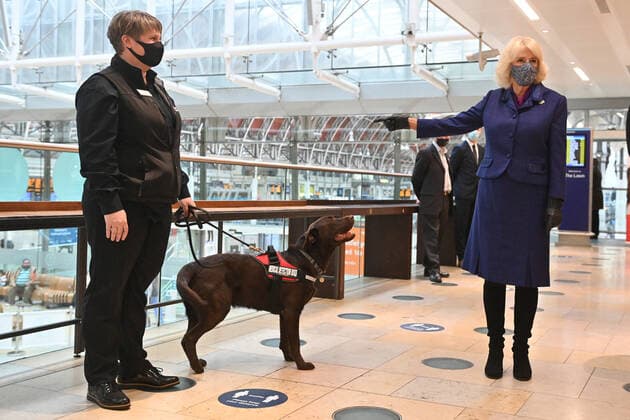 . 27 10 2020. London, United Kingdom. Camilla,The Duchess of Cornwall, at Paddington Station in London where she watched a demonstration by Medical Detection Dogs .  xi-Imagesx xPoolx IIM-21741-0011