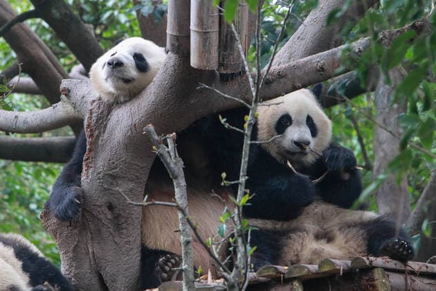 Bilder des Jahres 2020, Entertainment 10 Oktober Entertainment Themen der Woche KW44 Entertainment Bilder des Tages (201027) -- CHENGDU, Oct. 27, 2020 -- Two giant pandas are pictured at Chengdu Research Base of Giant Panda Breeding during a theme event marking International Panda Day in Chengdu, southwest China s Sichuan Province, Oct. 27, 2020. (Photo by Xinhua) CHINA-SICHUAN-CHENGDU-PANDA DAY (CN) ChenxJuwei 