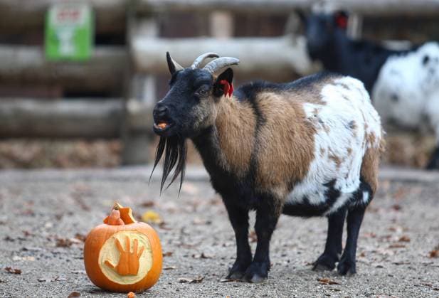 Halloween in Zagreb ZOO Goats are seen enjoying the Halloween treats at the Zagreb Zoo, which treated its residents with stuffed pumpkins. in Zagreb, Croaia, on September 30, 2020. MatijaxHabljak PIXSELL