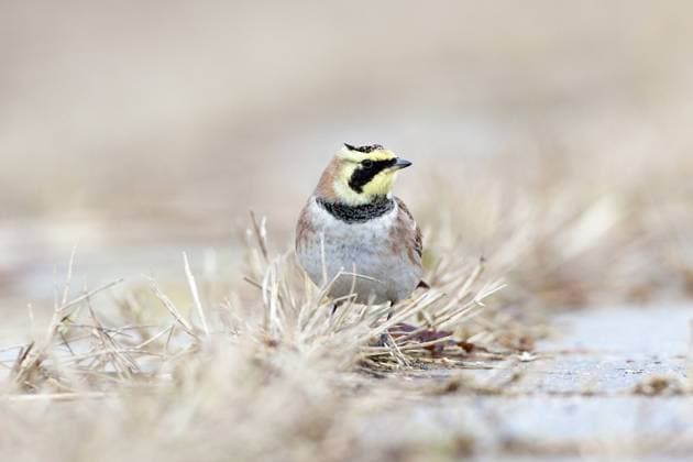 A Horned lark (Eremophila alpestris) resting on some dead twigs, Zeeland, The Netherlands Zeeland The Netherlands  Copyright: xMichielxVaartjesx (00060924)