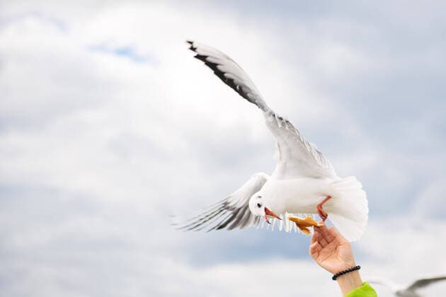 Bilder des Jahres 2020, Entertainment 11 November Bilder des Jahres 2020, Entertainment 10 Oktober Entertainment Themen der Woche KW44 Entertainment Bilder des Tages (201102) -- BEIJING, Nov. 2, 2020 -- A visitor feeds a gull at the Haigeng Dam in Kunming, southwest China s Yunnan Province, Nov. 1, 2020. ) XINHUA PHOTOS OF THE DAY WangxGuansen 