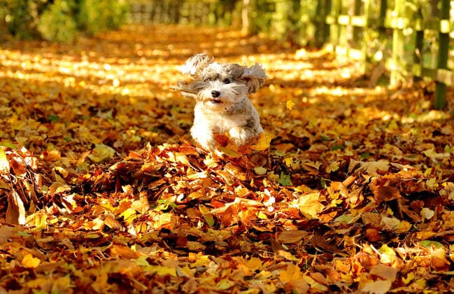Bilder des Jahres 2020, Entertainment 11 November Entertainment Themen der Woche KW45 Golden leaves adorn the floor as Cookie the cockapoo dog enjoys a run in the autumn sunshine at Peterborough, Cambridgeshire 