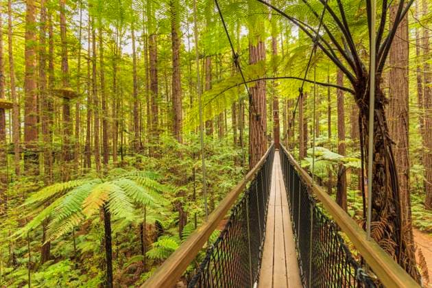 Redwood Treewalk, Ozeanien, Baumwipfelpfad, Rotorua, Bay of Plenty, Nordinsel, Neuseeland, Ozeanien *** Redwood Treewalk, Oceania, Treetop Walk, Rotorua, Bay of Plenty, North Island, New Zealand, Oceania Copyright: imageBROKER/FranzxWalter ibxmal05910633.jpg