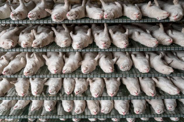 Bilder des Jahres 2020, News 11 November News Themen der Woche KW45 News Bilder des Tages Mink aflives paa minkfarm ved Naestved, fredag den 6. november 2020. Henrik Nordgaard Hansen og Ann-Mona Kulsoe Larsen afliver deres mink, som bestaar af 3000 moderdyr og deres tilhoerende unger paa deres gaard naer Naestved fredag d. 6. november 2020. Parret maa gerne saelge skindene, da minkene paa deres gaard ikke er ramt af corona og der ikke har vaeret corona tilfaelde i mink paa Sjaelland og Fyn. Henrik startede minkfarmen i 1988 med 25 parrede taever. For Henrik og Ann-Mona bliver det meget svaert at faa nye mink, da de mister alle deres avlsdyr og dermed skal starte forfra. For at Henrik og Ann-Mona kan foelge med i pelsning af deres mink, har de lejet 3 store frysecontainere, som de kan koere mink ind i. Det er ekstraordinaert og s  Copyright: RitzauxScanpix MadsxClausxRasmussenx cop102 spdk20201106-161556-L