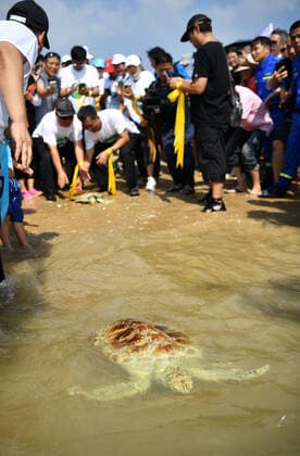Bilder des Jahres 2020, Entertainment 11 November Entertainment Themen der Woche KW45 Entertainment Bilder des Tages (201107) -- HAIKOU, Nov. 7, 2020 -- Volunteers release a sea turtle to the sea in Qishui bay in Wenchang, south China s Hainan Province, Nov. 7, 2020. Nineteen sea turtles, either stranded or confiscated by law enforcement, were released back to the sea on Saturday. ) CHINA-HAINAN-SEA TURTLE-RELEASE (CN) GuoxCheng 