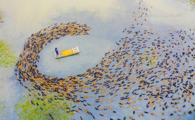 Bilder des Jahres 2020, News 11 November News Themen der Woche KW45 Entertainment Bilder des Tages SIHONG, CHINA - NOVEMBER 06: Aerial view of a farmer feeding ducks at a farm on November 6, 2020 in Sihong County, Jiangsu Province of China.  Copyright: xVCGx CFP0049107654