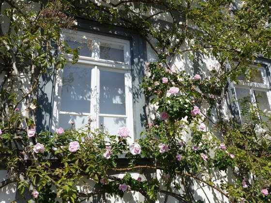 Rosenberankte Fachwerkfassade mit Fenster