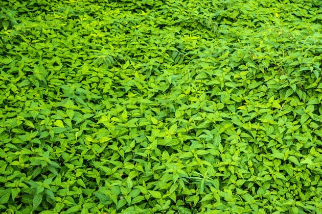 Brennesseln, Heilpflanze im Sommer *** nettles, medicinal plant in summer 1093511349