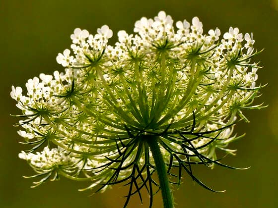 wilde Karotte mit Blüte *** wild carrot with blossom 1093511305