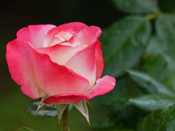 Rose im Garten