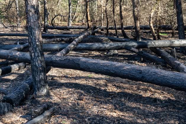 Verkohltes Holz nach einem Waldbrand *** Charred wood after a forest fire 1074704048