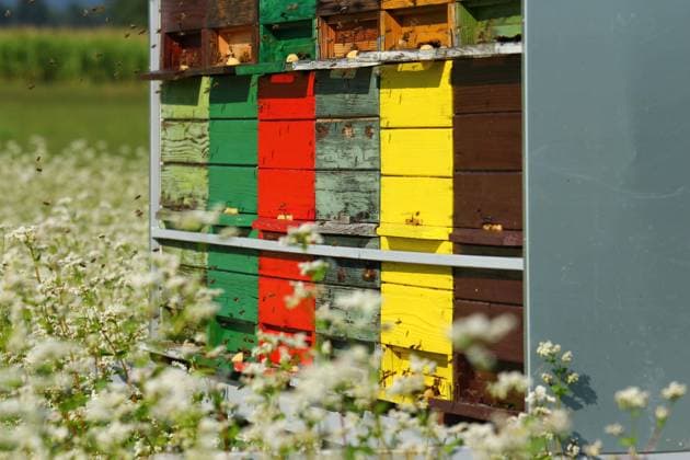 IMAGO Creative: UN Welt-Habitat-Tag am 3. Oktober Kleines bienenhaus mitten auf einem feld mit weißem buchweizen *** Small beehive in the middle of a field of white buckwheat 1069500282