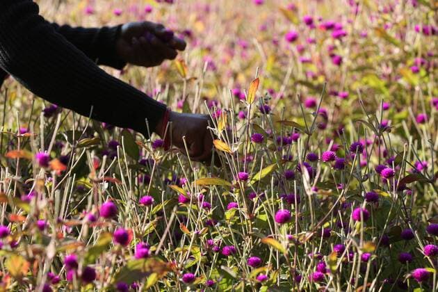 IMAGO Nature: Unsere Erde, Klimawandel, Ernährung, Pflanzen der Zukunft, Amaranth November 9, 2020, Bhaktapur, Nepal: A woman picks globe amaranth (makhamali) flowers to sell in market in celebration of Tihar festival at a flower farm in Bhaktapur, Nepal on November 9,2020. Globe amaranth (Makhamali) flowers are mostly used to make garlands during Tihar festival. Bhaktapur Nepal - ZUMAs233 20201109_zap_s233_002 Copyright: xSunilxSharmax