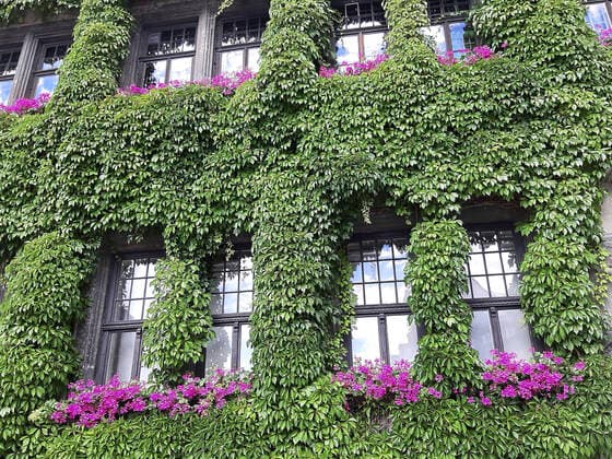 Gewoehnlicher Wilder Wein (Parthenocissus quinquefolia), Fassadenbegruenung an einem alten Rathaus, Deutschland Virginia creeper, Woodbine berry (Parthenocissus quinquefolia), facade greenery at an old town hall, Germany BLWS631709