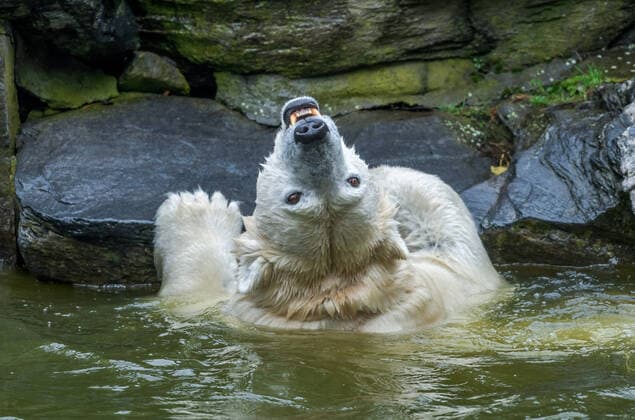Bilder des Jahres 2020, Entertainment 11 November Eisbärin Hertha in der Eisbärenanlage, Tierpark, Friedrichsfelde, Lichtenberg, Berlin, Deutschland *** Polar bear Hertha in the polar bear enclosure, zoo, Friedrichsfelde, Lichtenberg, Berlin, Germany