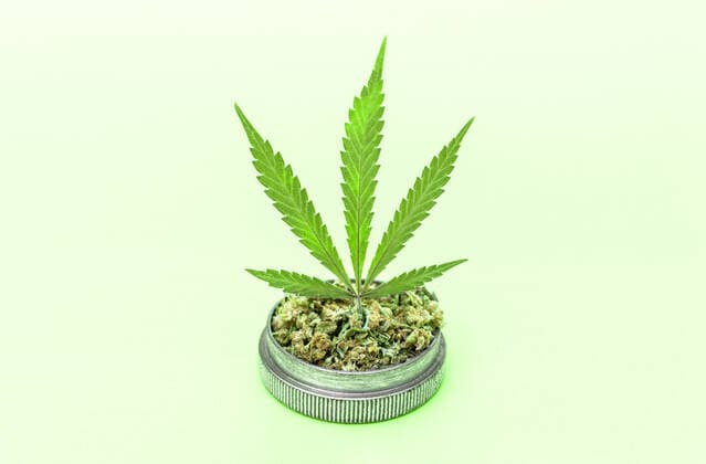 Marijuana leaf on grinder full of chopped weed on light green background. Madrid, Community of Madrid, Spain CR_SCOVMN201105-549729-01